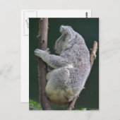 koala hug briefkaart (Voorkant / Achterkant)