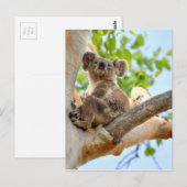 KOALA IN BOOM QUEENSLAND AUSTRALIË BRIEFKAART (Voorkant / Achterkant)