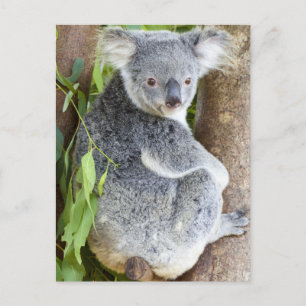 Koala in een boom Foto Briefkaart