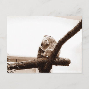 Koala in Oostenrijk Briefkaart