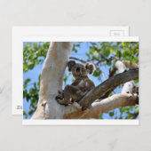KOALA IN TREE PLATTELANDSQUEENSLAND AUSTRALIË BRIEFKAART (Voorkant / Achterkant)