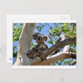 KOALA IN TREE QUEENSLAND AUSTRALIË BRIEFKAART (Voorkant / Achterkant)