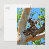 KOALA IN TREE QUEENSLAND AUSTRALIË BRIEFKAART (Voorkant / Achterkant)