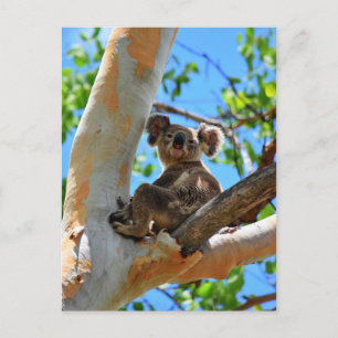 KOALA IN TREE QUEENSLAND AUSTRALIË BRIEFKAART
