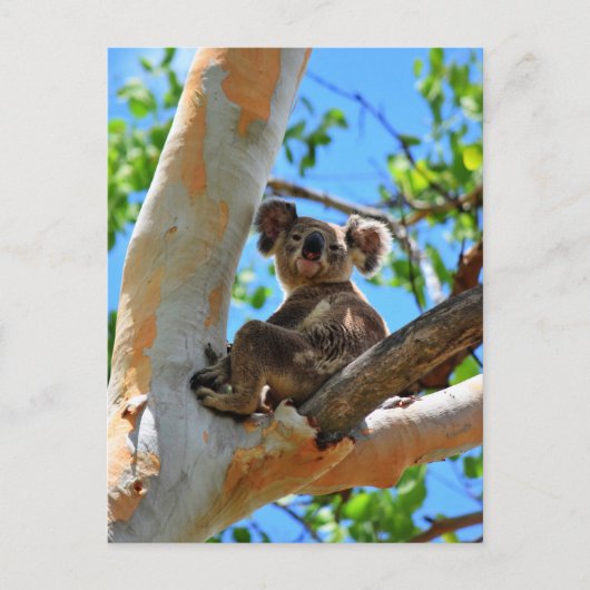 KOALA IN TREE QUEENSLAND AUSTRALIË BRIEFKAART (Voorkant)