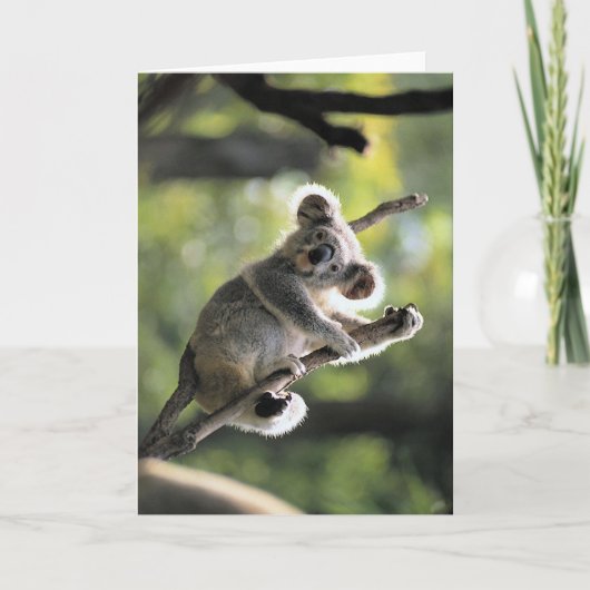 Koala Kaart (Voorkant)