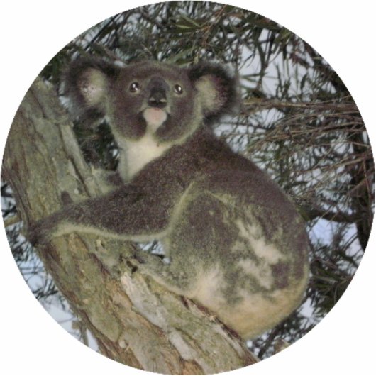 Koala Kerstversier Fotobeeldje Ornament (Voorkant)