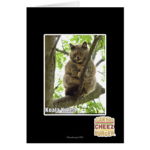 Koala Kitteh