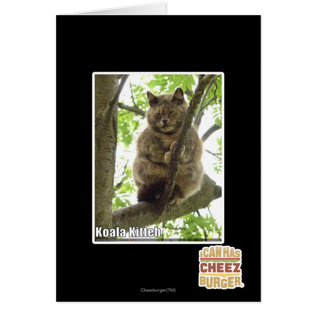 Koala Kitteh (Devant)