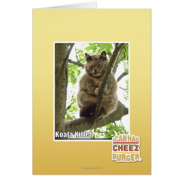 Koala Kitteh (Devant)