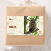 Koala Kitteh Etiket (Insitu)