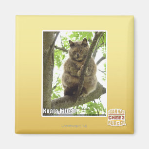 Koala Kitteh Magneet