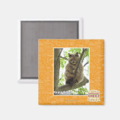 Koala Kitteh Magneet (Voorkant / Achterkant)