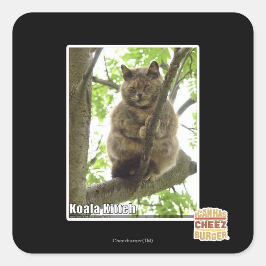Koala Kitteh Vierkante Sticker (Voorkant)