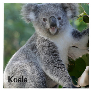 Koala: Koedel Australische koala Tegeltje