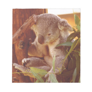 Koala-liefde Notitieblok