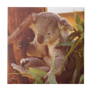 Koala-liefde Tegeltje