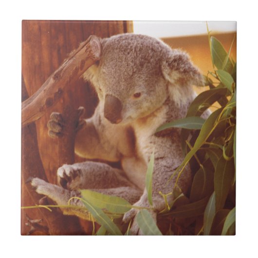 Koala-liefde Tegeltje (Voorkant)