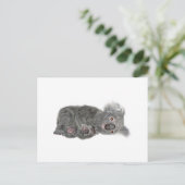 Koala Lying Down Briefkaart (Staand voorkant)
