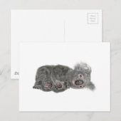 Koala Lying Down Briefkaart (Voorkant / Achterkant)