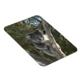 Koala Magneet (Rechterzijde)