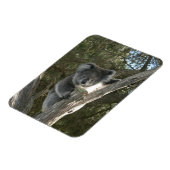 Koala Magneet (Linkerzijde)