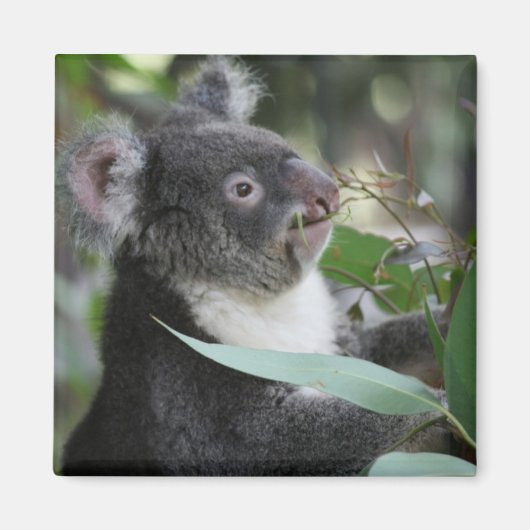 Koala Magneet (Voorkant)