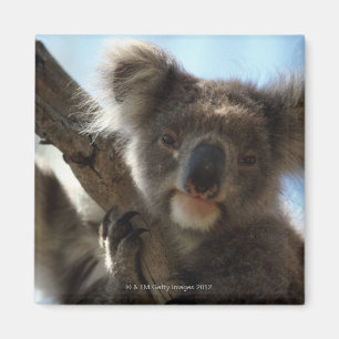 koala magneet