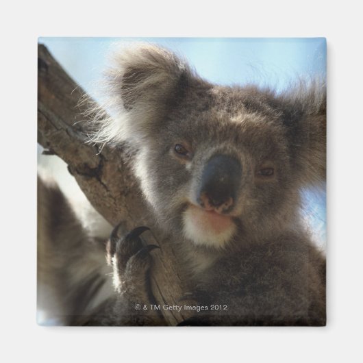 koala magneet (Voorkant)
