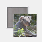 Koala Magnet (Recto/Verso)