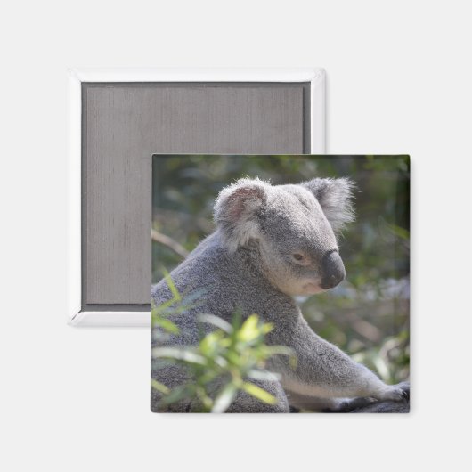 Koala Magnet (Recto/Verso)