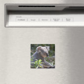 Koala Magnet (In Situ (Lave-vaisselle))