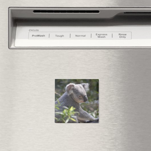Koala Magnet (In Situ (Lave-vaisselle))
