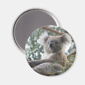 Koala Magnet Magneet (Voorkant / Achterkant)