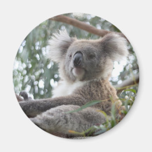 Koala Magnet Magneet