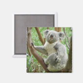 Koala Magnet Magneet (Voorkant / Achterkant)