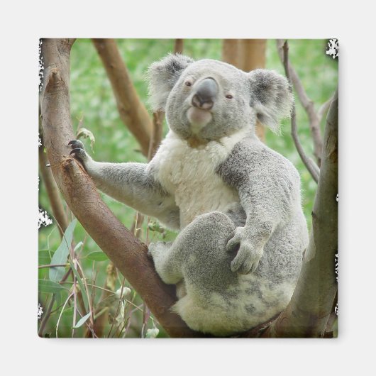 Koala Magnet Magneet (Voorkant)