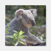 Koala Magnet Magneet (Voorkant)