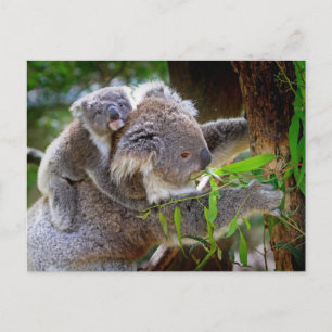 Koala mom and Sound Briefkaart