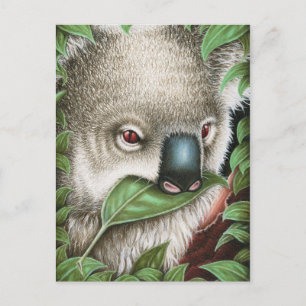 Koala Munching une carte postale feuille