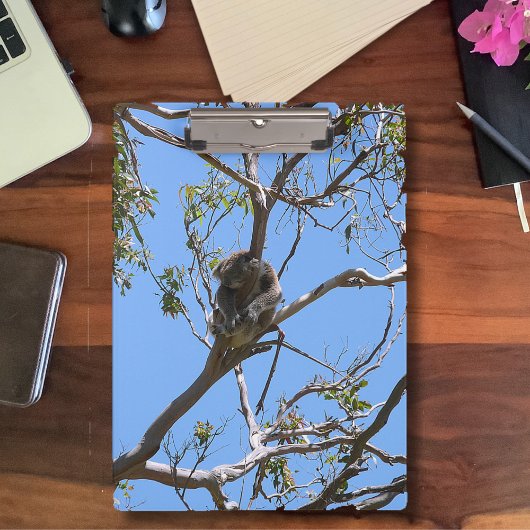 Koala Nap Klembord