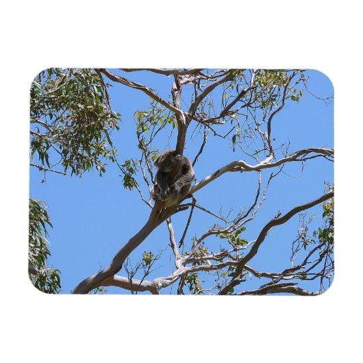 Koala Nap Magneet (Horizontaal)