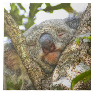 Koala Napping Tegeltje