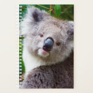 Koala petite couverture souple, spirale blanche