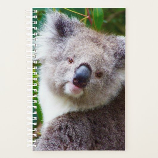 Koala petite couverture souple, spirale blanche (Devant)