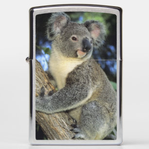 Koala, Phascolarctos cinereus), Australië,