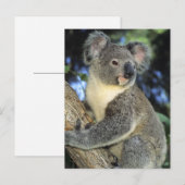 Koala, Phascolarctos cinereus), Australië Briefkaart (Voorkant / Achterkant)