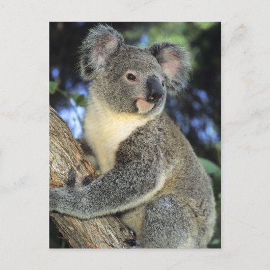 Koala, Phascolarctos cinereus), Australië Briefkaart (Voorkant)
