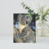 Koala, Phascolarctos cinereus), Australië Briefkaart (Staand voorkant)