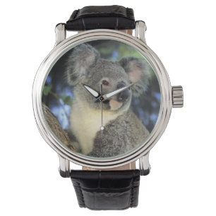 Koala, Phascolarctos cinereus), Australië, Horloge
